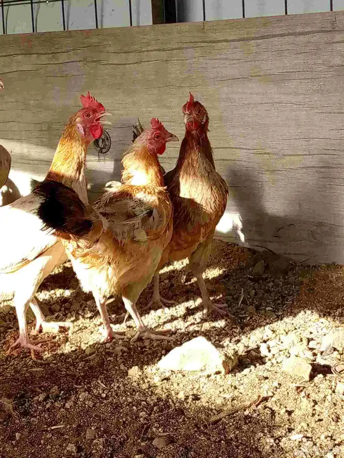 دجاج بياض باقي 6ديوك و6دجاجت 2