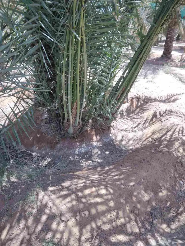 يوجد الدنيا جميع انواع النخيل المثمرة وزينه اتواصل 053377943 3