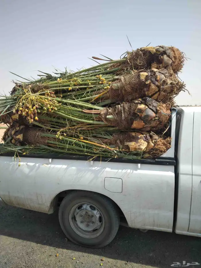 يوجد الدنيا جميع انواع النخيل المثمرة وزينه اتواصل 053377943 1