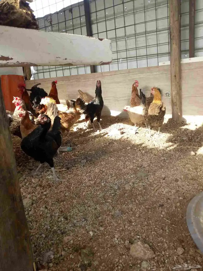 دجاج بياض باقي 6ديوك و6دجاجت 8