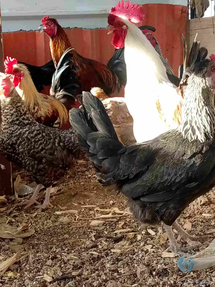 دجاج بياض باقي 6ديوك و6دجاجت 1