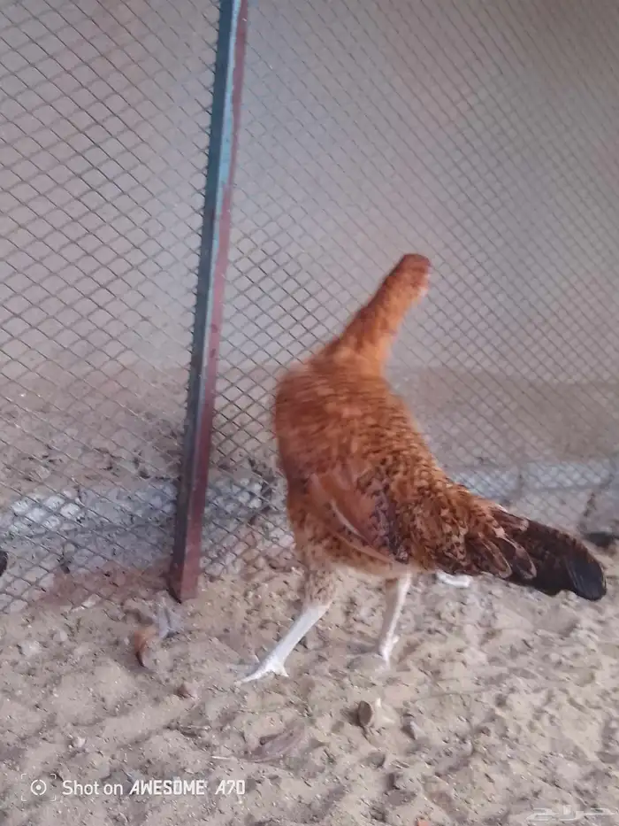 باكستاني مجموعه 0