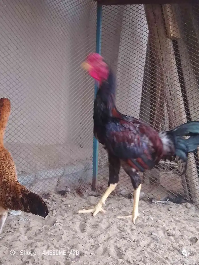 باكستاني مجموعه 1