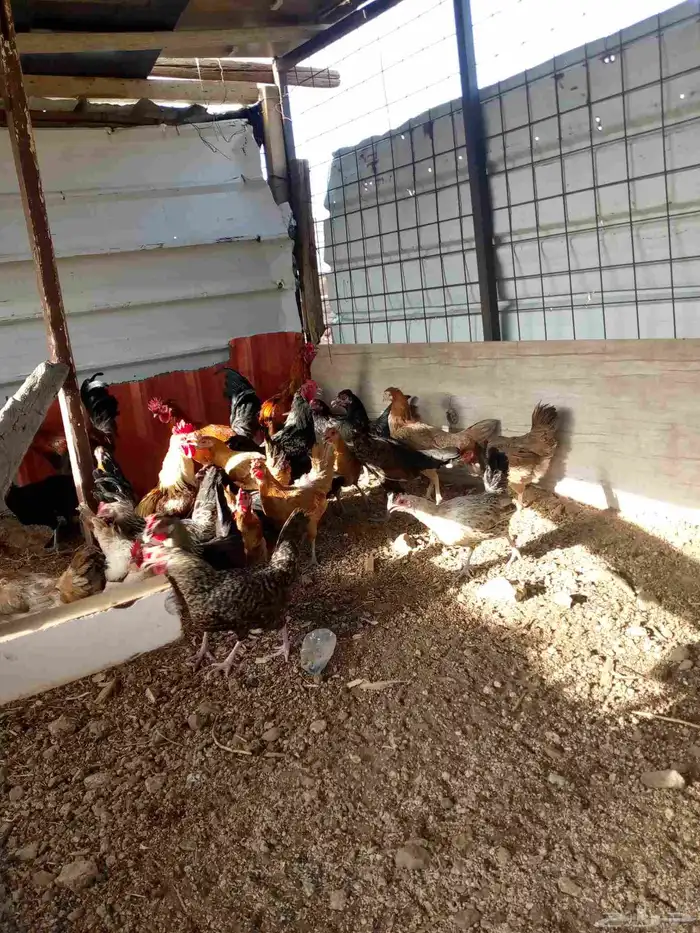 دجاج بياض باقي 6ديوك و6دجاجت 5