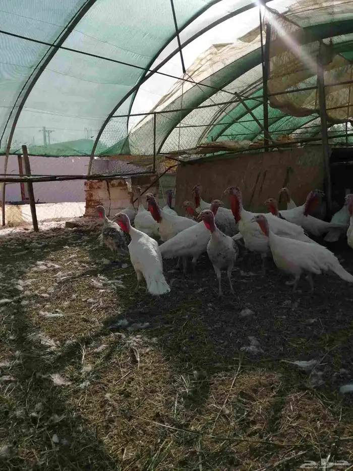للبيع رومي العدد 15 أنثى بياض جروم 3 ذكور جروم 2