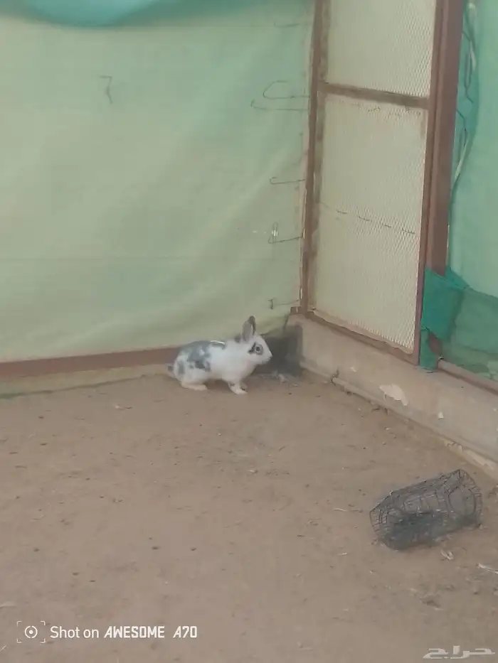 ارانب بلدي 4