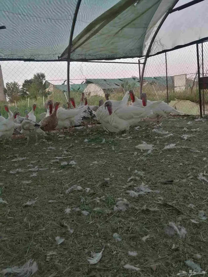للبيع رومي العدد 15 أنثى بياض جروم 3 ذكور جروم 0
