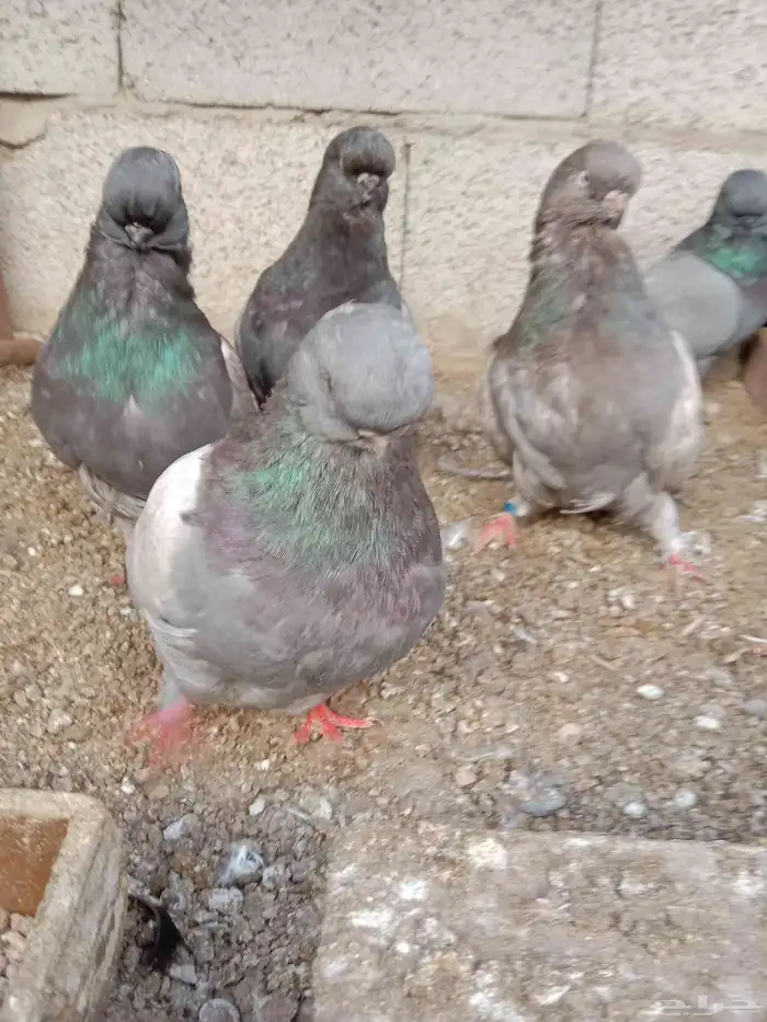 حمام لونق فيس 0