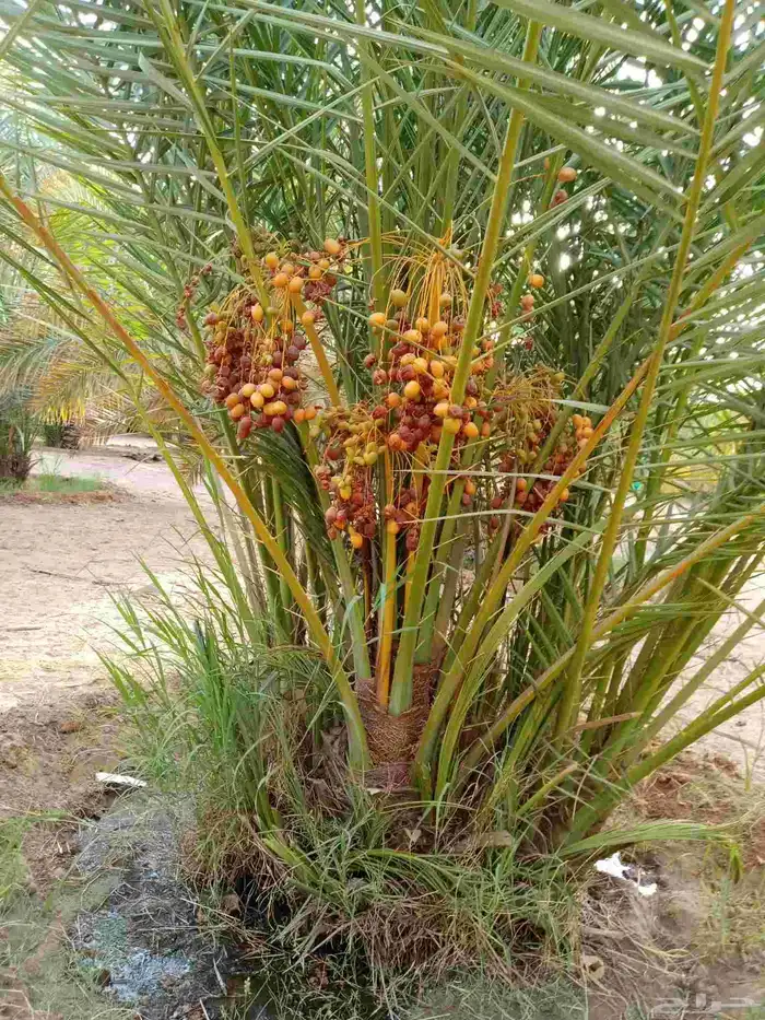 نخل مثمر نخيل نقايل جثايث واشنطني اخلاص سكري برحي صقعي شيشي 8