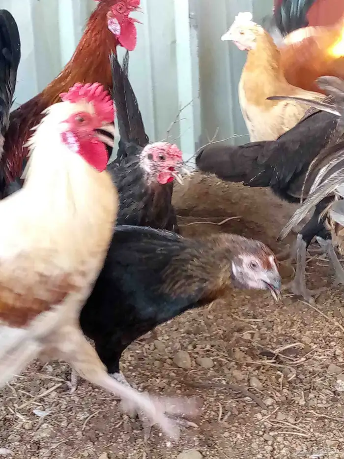 دجاج بياض باقي 6ديوك و6دجاجت 6