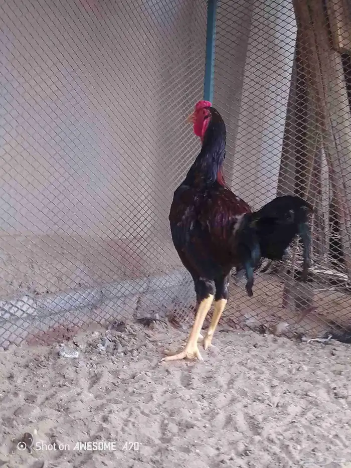 باكستاني مجموعه 3