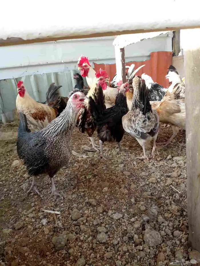 دجاج بياض باقي 6ديوك و6دجاجت 9