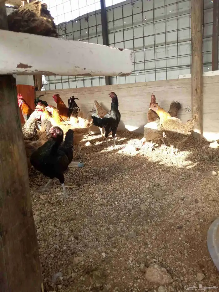 دجاج بياض باقي 6ديوك و6دجاجت 7