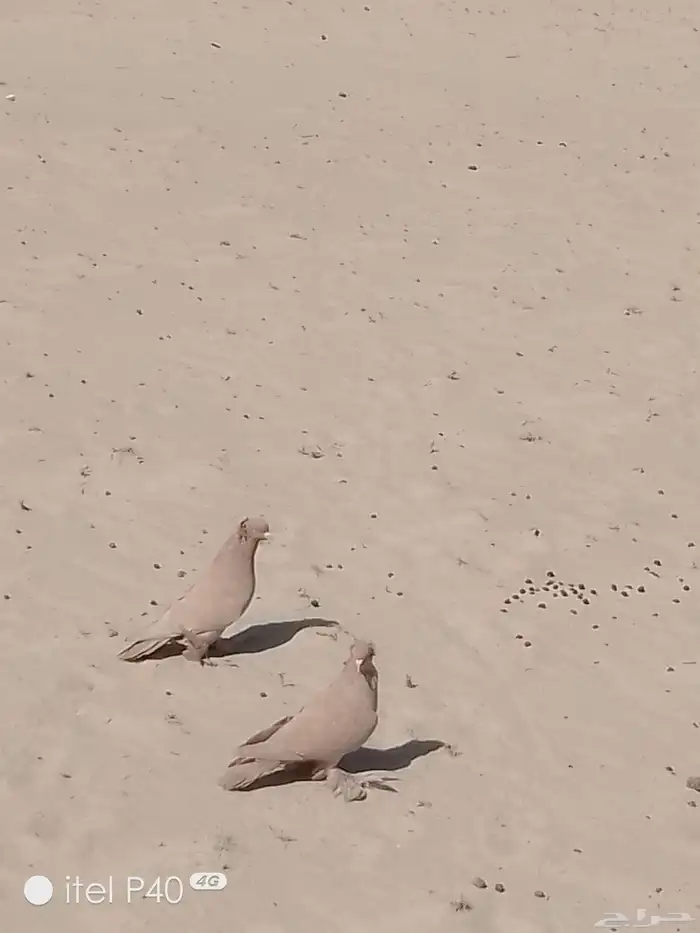للبيع زوج عرقي 3
