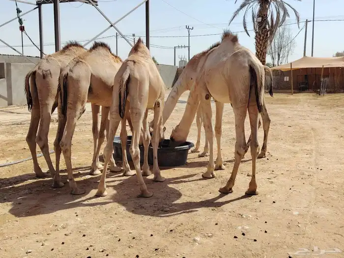 للتجار واصحاب الملاحم مترفر قعدان صومالية ممتازة نخب اول 2