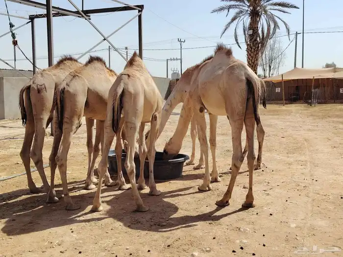 للتجار واصحاب الملاحم مترفر قعدان صومالية ممتازة نخب اول 0