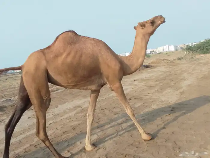 بكره بكر ساحلية للبيع 0