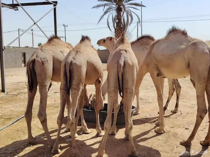 للتجار واصحاب الملاحم مترفر قعدان صومالية ممتازة نخب اول 1
