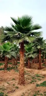 نخل واشنطني وشنطن واشنطوانيا زينه للبيع 5