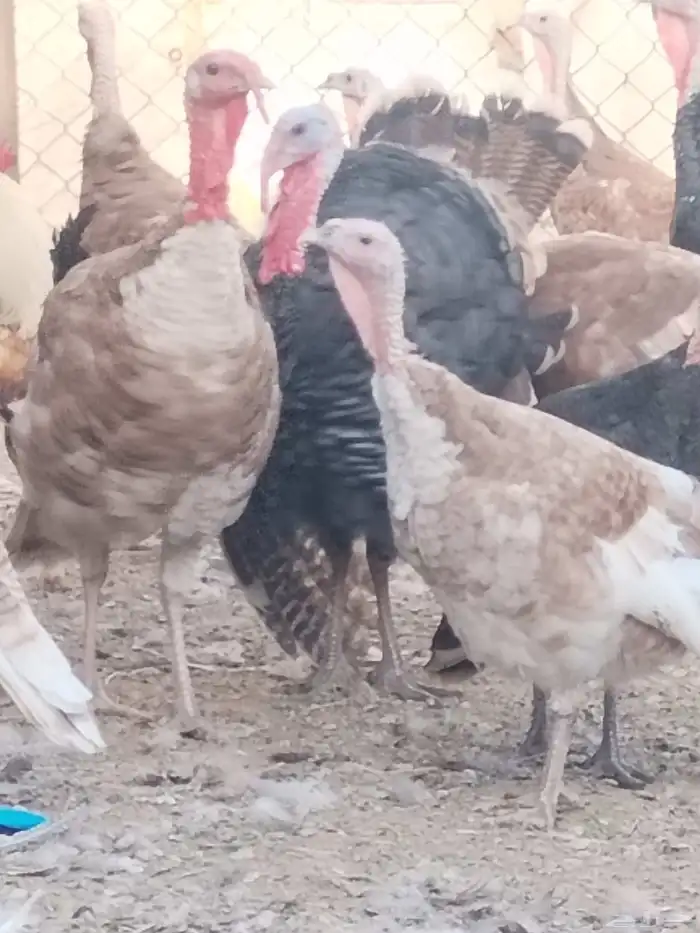 دجاج رومي 2
