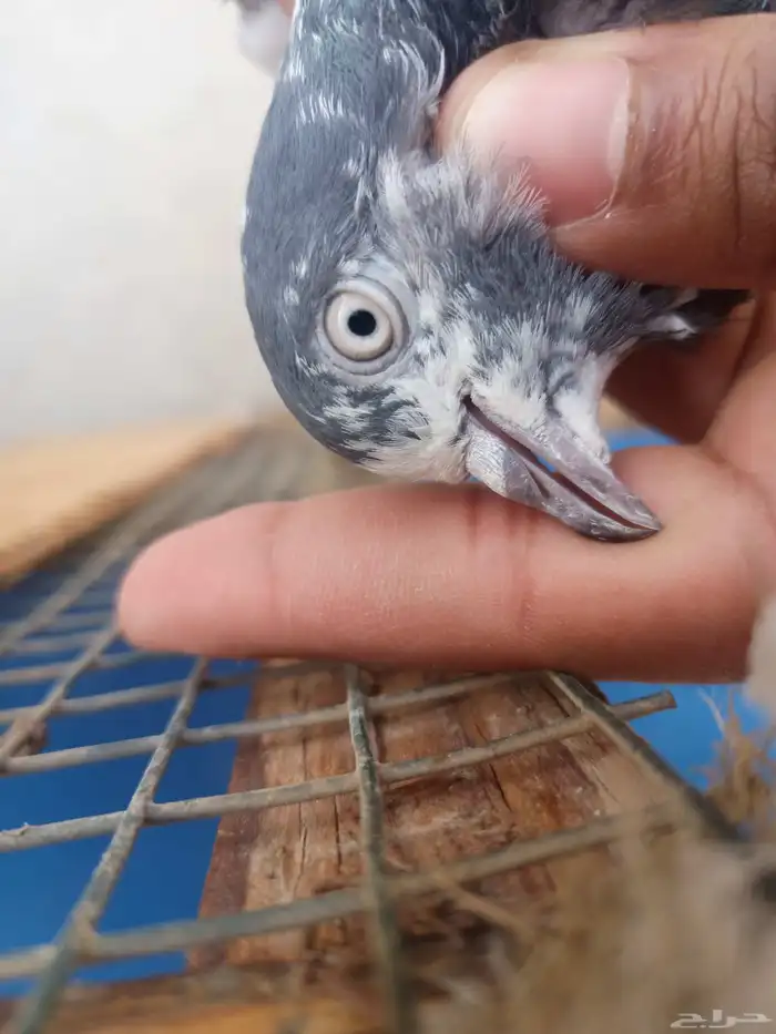 حمام باكستاني شينا 0