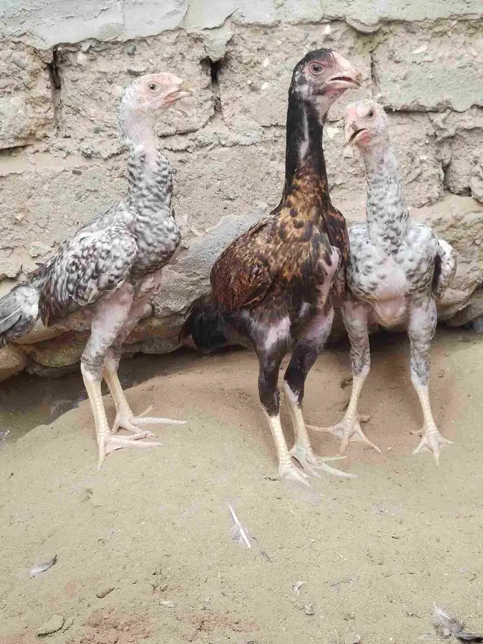 نعرض لكم شامو ألماني 3