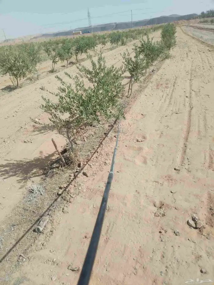 زيتون مكثف مثمر محمل جاهز 1