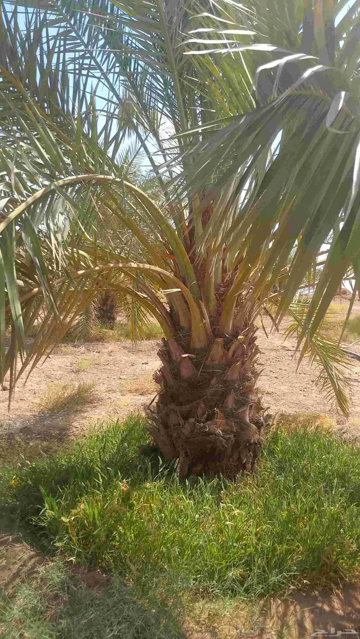 نخيل البيع اسعارنا معقوله نخل طيب 5