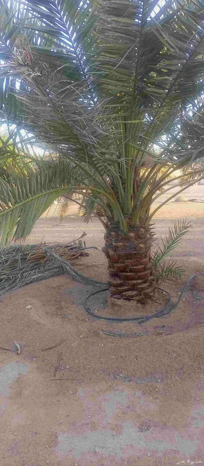 يوجد نقايل سكري خلاص هلالي صقعي للبيع 2