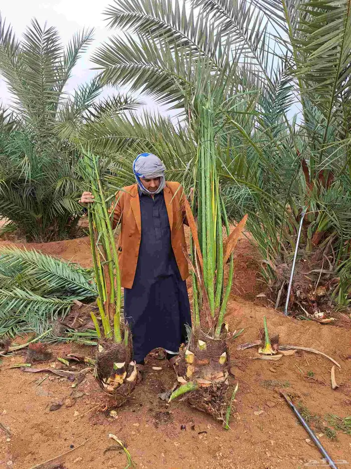 السلام عليكم ورحمة الله وبركاته .يوجد لدينا نخل عربي وشنطنتش 4