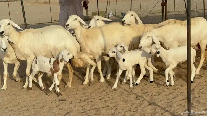 غنم حريات صنف الصنف خلفات 4