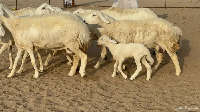 غنم حريات صنف الصنف خلفات 3