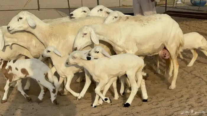 غنم حريات صنف الصنف خلفات 0