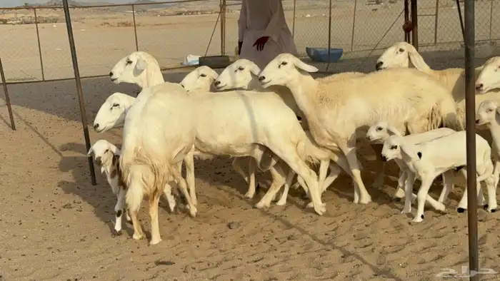 غنم حريات صنف الصنف خلفات 1