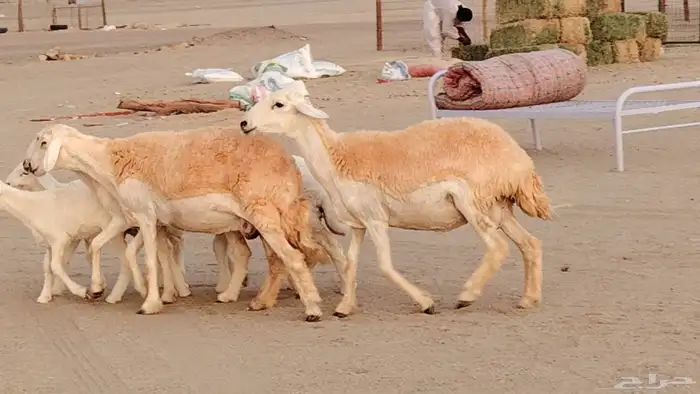 رخال خلفات صنف 3 تحتها 3 درجه اولى تنيه رباع 11