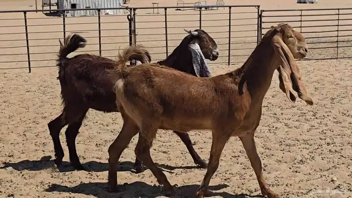 عنزين جذعات دفيع 2