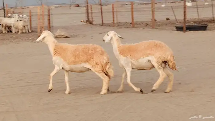 رخال خلفات صنف 3 تحتها 3 درجه اولى تنيه رباع 9