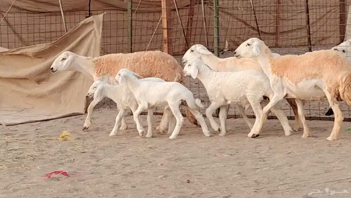 رخال خلفات صنف 3 تحتها 3 درجه اولى تنيه رباع 19