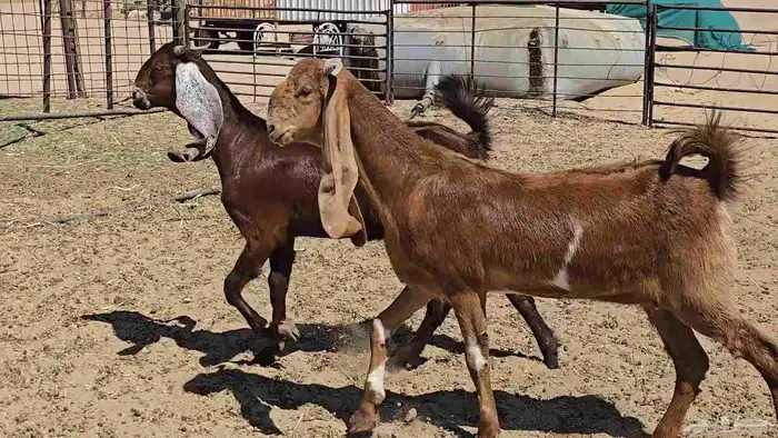 عنزين جذعات دفيع 1