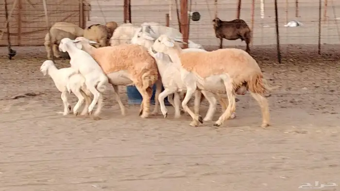 رخال خلفات صنف 3 تحتها 3 درجه اولى تنيه رباع 20