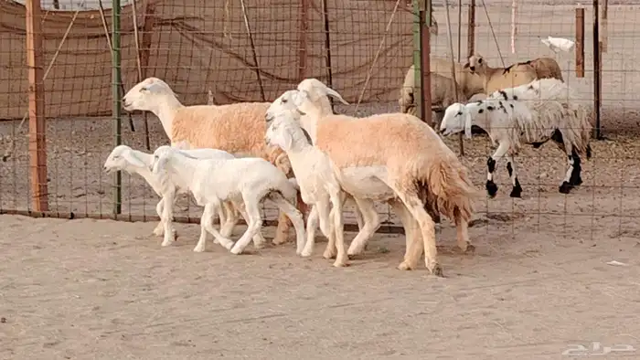 رخال خلفات صنف 3 تحتها 3 درجه اولى تنيه رباع 6