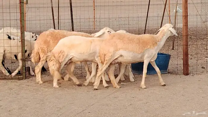 رخال خلفات صنف 3 تحتها 3 درجه اولى تنيه رباع 16