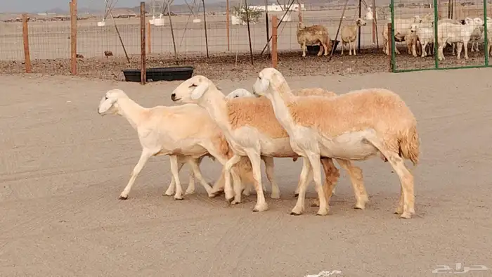 رخال خلفات صنف 3 تحتها 3 درجه اولى تنيه رباع 10