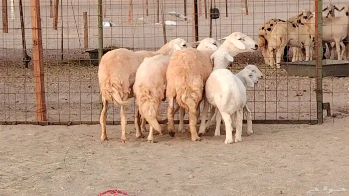 رخال خلفات صنف 3 تحتها 3 درجه اولى تنيه رباع 14