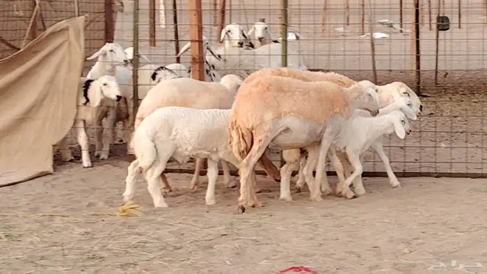 رخال خلفات صنف 3 تحتها 3 درجه اولى تنيه رباع 3