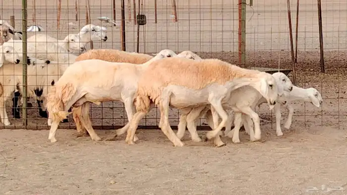 رخال خلفات صنف 3 تحتها 3 درجه اولى تنيه رباع 2