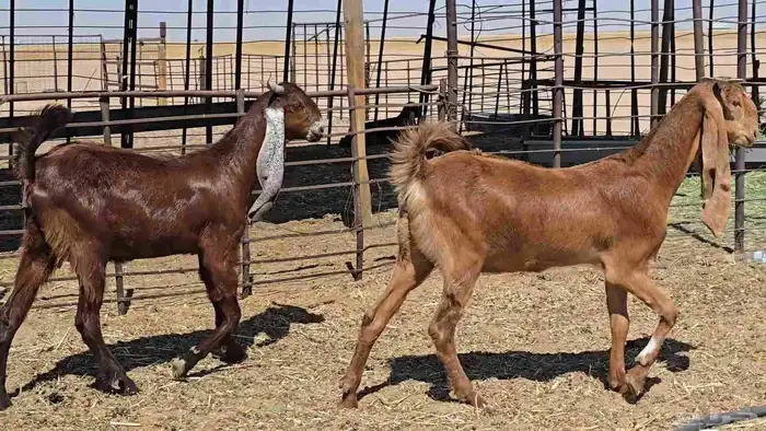 عنزين جذعات دفيع 3