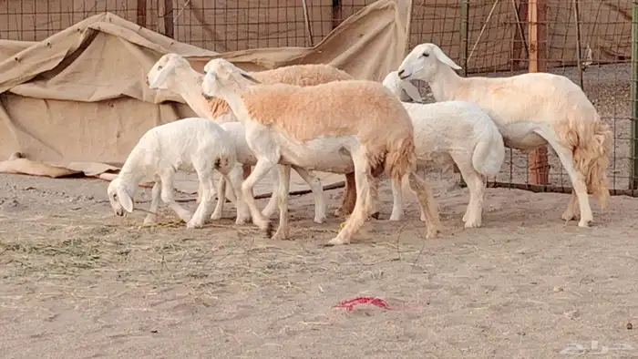 رخال خلفات صنف 3 تحتها 3 درجه اولى تنيه رباع 7