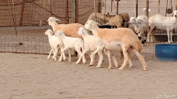 رخال خلفات صنف 3 تحتها 3 درجه اولى تنيه رباع 25