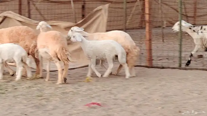 رخال خلفات صنف 3 تحتها 3 درجه اولى تنيه رباع 27